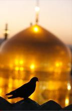 داستان کوتاه شه بال