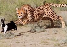 مشاهده همزمان ۳ یوزپلنگ آسیایی در منطقه بافق بعد از۲ سال مشاهده همزمان ۳ یوزپلنگ آسیایی در منطقه بافق بعد از۲ سال