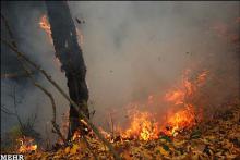 صهیونیست درختی سوخته